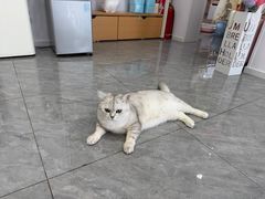-爱洗澡的猫(望京店)