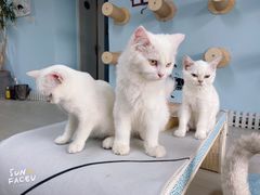 -喵百万·布偶·蓝金金渐层英短·猫舍(百子湾店)