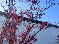 -梅城古镇