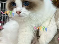 -翊宠yipet猫狗购宠庄园犬舍•猫舍