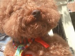 -爱侣宠医·鹦鹉专科·小型哺乳类·异宠专科(灵石路店)