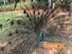 -深圳野生动物园