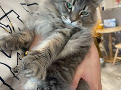 -楼上猫咖(罗湖店)