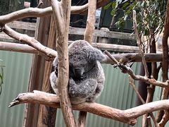 -费瑟代尔野生动物园