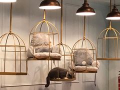 -遇见羊驼·奶狗咖·布偶猫咖·法斗柯基柴犬阿拉斯加(春熙路太古里IFS店)