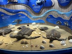 -广东惠东海龟国家级自然保护区