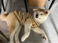 -美美宠物诊疗中心·异宠·骨科(滨江东信分院)
