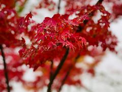 -玄武湖景区-情侣园游乐场