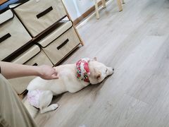 -柴迷FANS CLUB·柴犬狗咖·猫咖