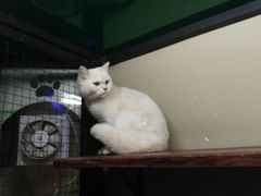 -猫咪博物馆(顶澳仔猫街店)