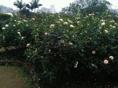 -人民公园(罗湖区)