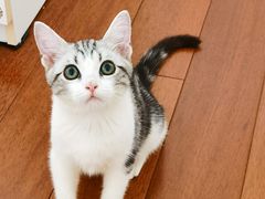 -猫大福·Fortune Cat猫舍(百子湾店)