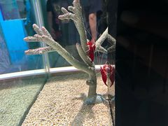 -大阪海游馆