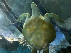 -上海海洋水族馆