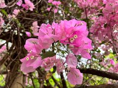 -深圳国际园林花卉博览园