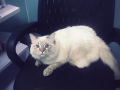 -中农大我爱我爱24h动物医院·中医针灸·猫专科·骨科医疗中心(双井店)
