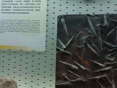 -浙江自然博物院(杭州馆)