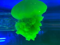 -上海海昌海洋公园