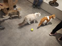 -飞行喵MR PILOT|猫舍·猫咖(静安大融城店)