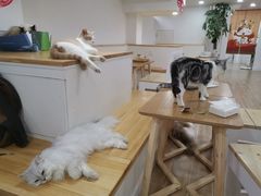 用餐区-李小姐の猫咖啡馆(五角场店)