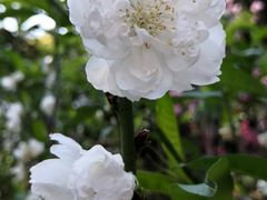 -桃花涧