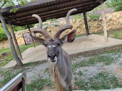 -清迈夜间动物园