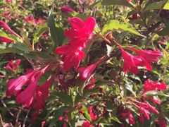 -永定河休闲森林公园