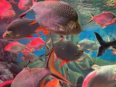 -上海海洋水族馆