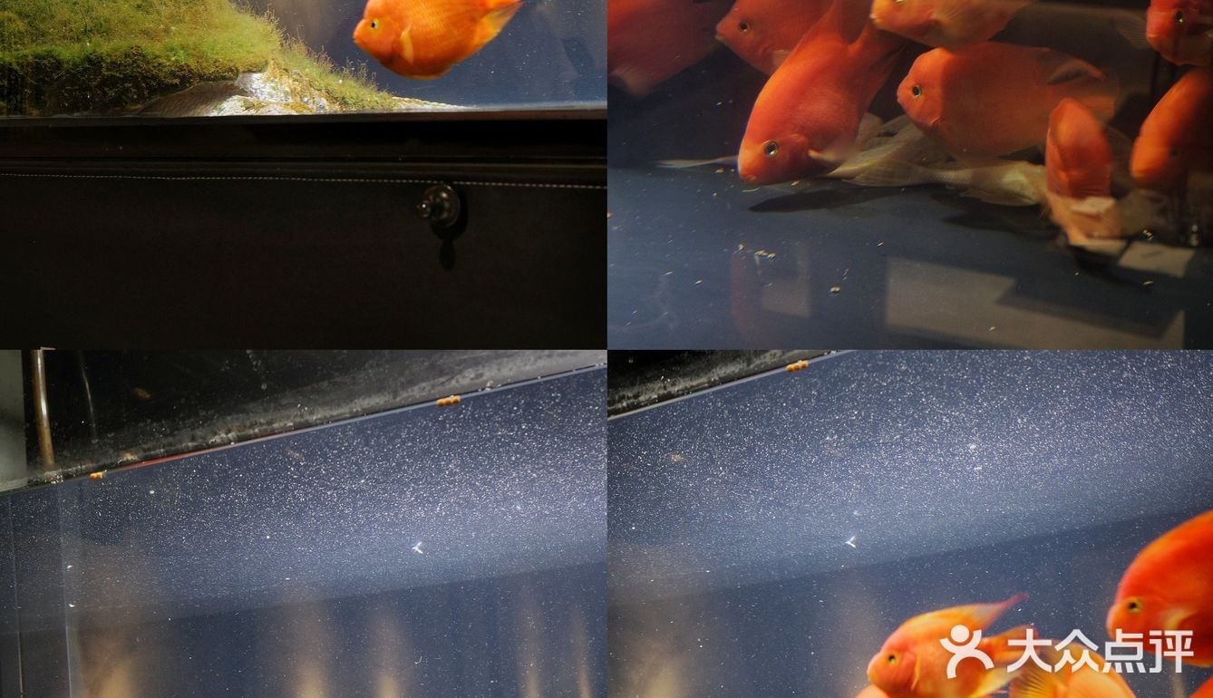 城市咖啡角落随性一刻🐢与保安室巨型龟的午后