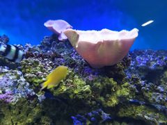 -御唐府海珊瑚主题餐厅