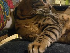 -more than meow吴止猫主题餐厅(承德 中船汇店)