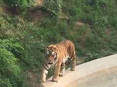 -石家庄市动物园