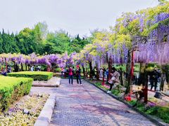 -嘉定紫藤园