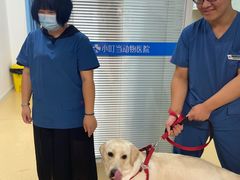 -小叮当动物医院·骨科·眼科