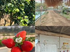 -尚果生态采摘园