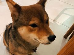 -柴务处·柴犬主题狗咖