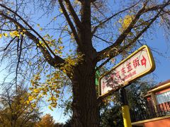 -三里屯东五街银杏大道