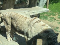 -北京野生动物园