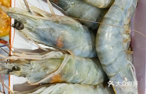 Crown Large Freshwater Shrimp