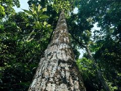 -海南热带雨林国家公园吊罗山景区