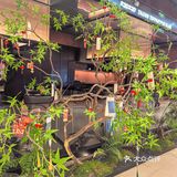 被这家铁板烧拿捏！56789次都不够！