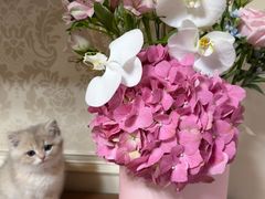 -lincat·猫舍(广州店)