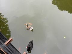 -合肥野生动物园