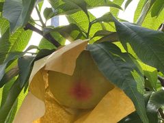 -老袁家蜜桃农场·阳山水蜜桃