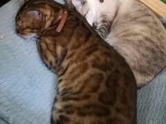 -李小姐の猫咖啡馆(五角场店)