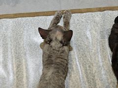 -琪喵猫屋·撸猫猫咖·猫舍