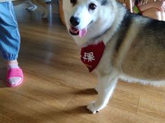 -Husky Go! 哈士奇体验馆·宠物咖啡厅狗咖