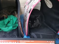 -纳吉亚猫专科动物医院(康都外科中心)
