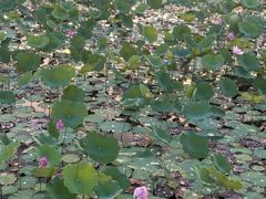 -梅州天地人花园酒店(梅县人民广场店)