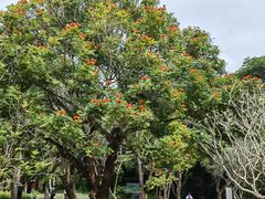 -中国科学院西双版纳热带植物园